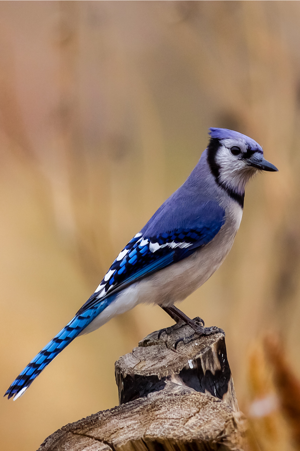 5 Spiritual Meanings Of Seeing A Blue Jay