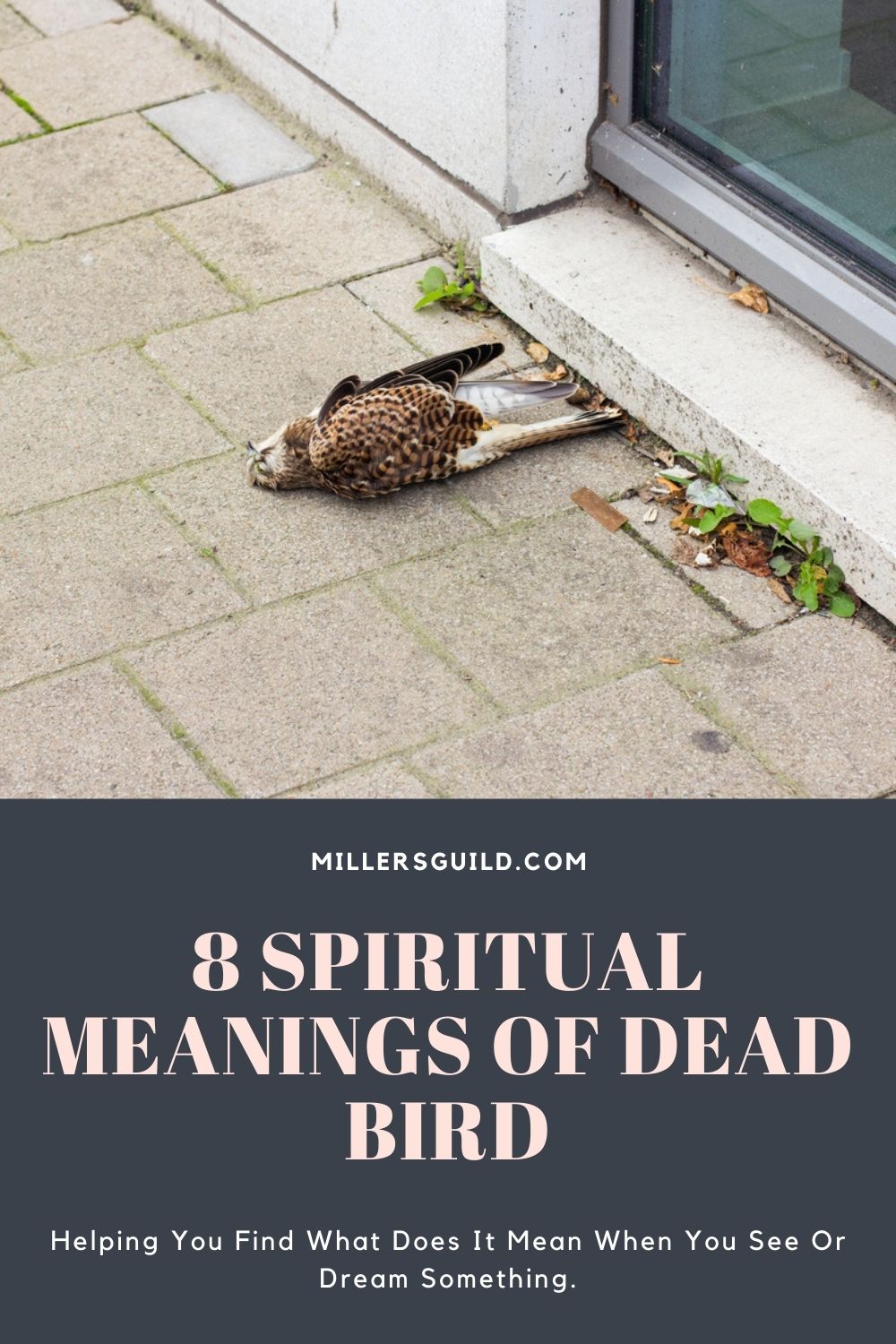 Meanings of Dead Bird