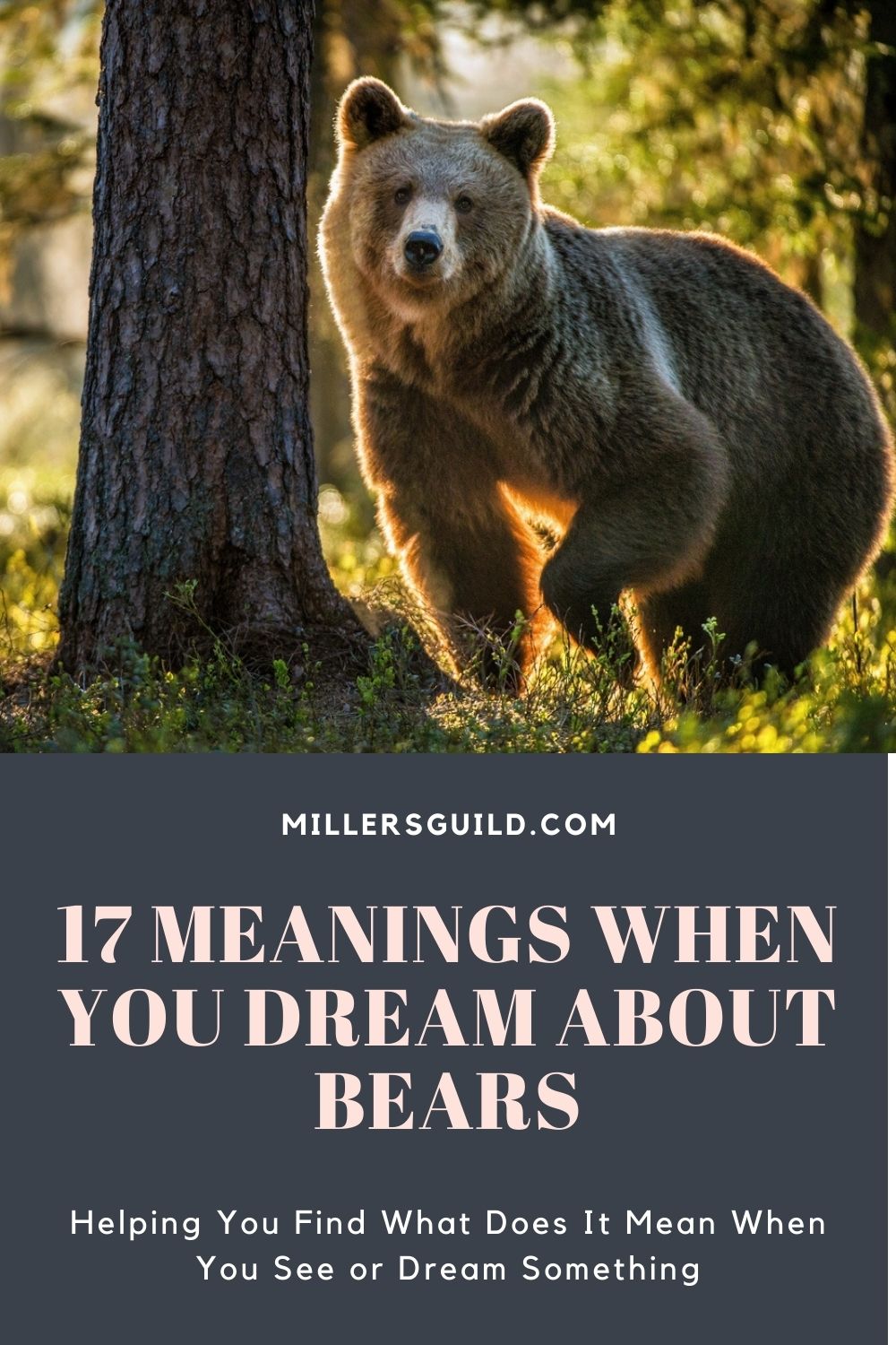 Bear - Dream Meaning and Symbolism