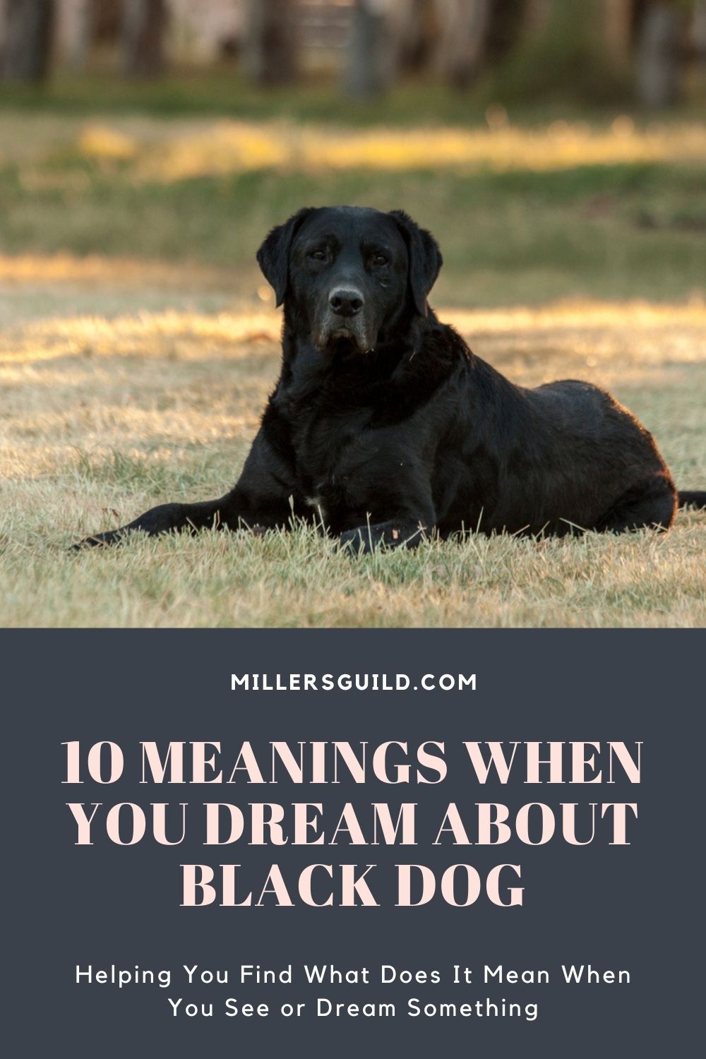 what does it mean to dream of a friendly black dog