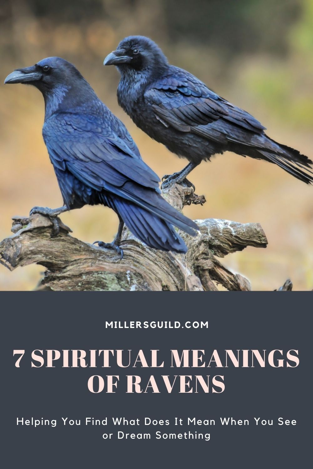 7 Spiritual Meanings of Ravens