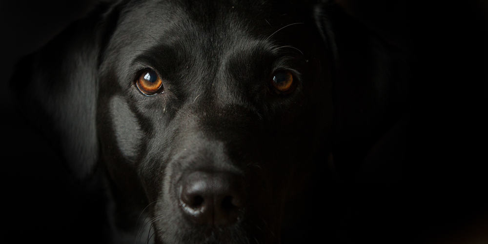 what does it mean to dream of a friendly black dog