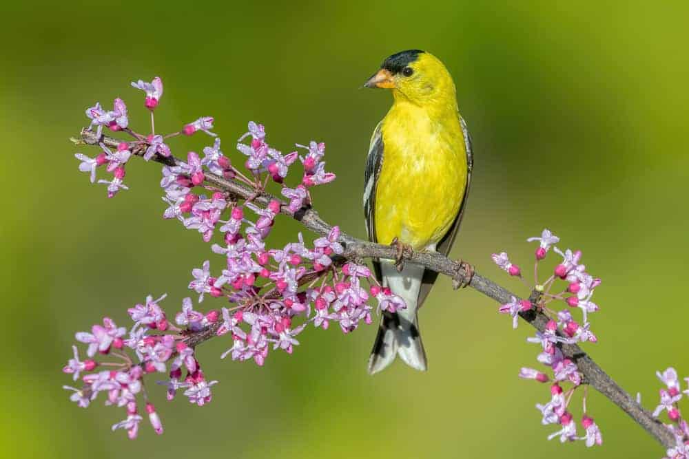 5 Spiritual Symbolism & Meanings of Goldfinch (Totem + Omens)