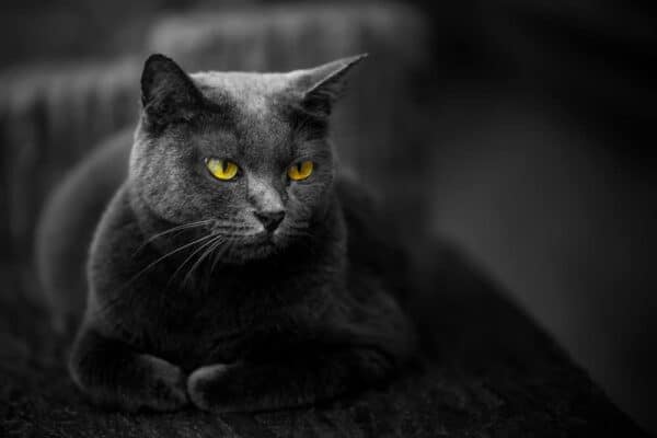15-spiritual-meanings-when-you-see-a-black-cat